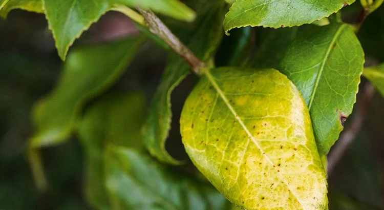 La chlorose du camélia