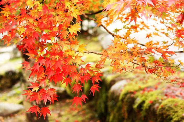 Les engrais naturels pour booster l'erable du japon
