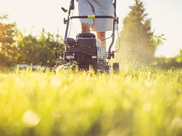 pelouse et technique mulching