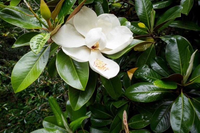 conseils pour la plantation du Magnolia grandiflora alta
